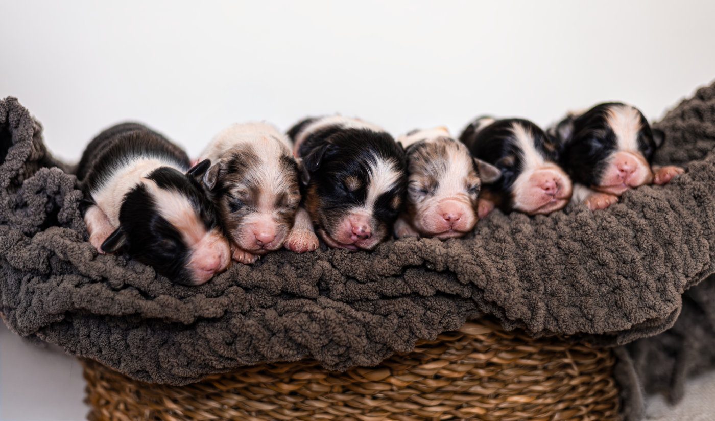 Shepherds Of Dreamland - Berger Australien - Portée née le 26/05/2026