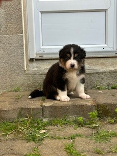 Shepherds Of Dreamland - Chiots disponibles - Berger Australien