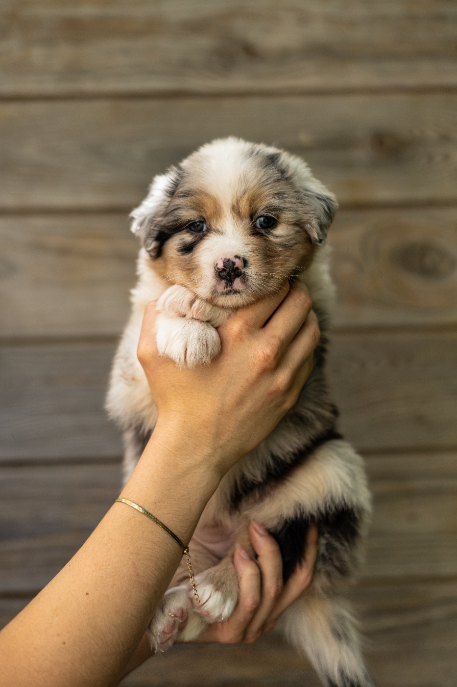 Shepherds Of Dreamland - Chiots disponibles - Berger Australien