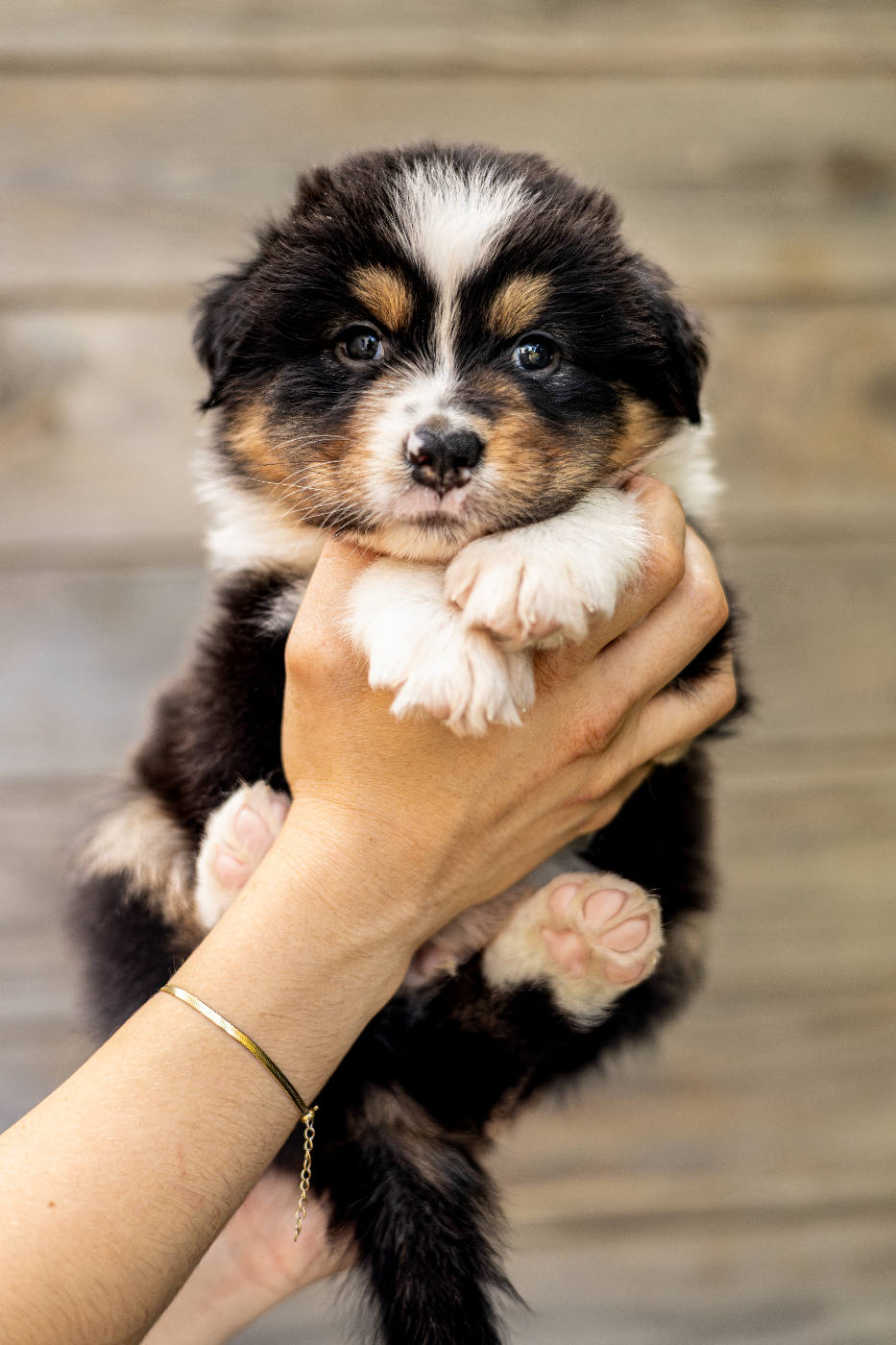 Shepherds Of Dreamland - Chiots disponibles - Berger Australien