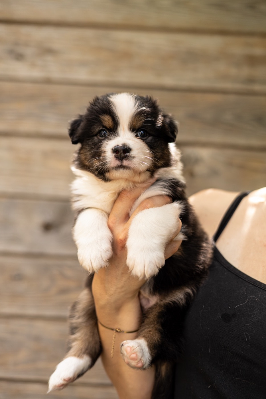 Shepherds Of Dreamland - Chiots disponibles - Berger Australien