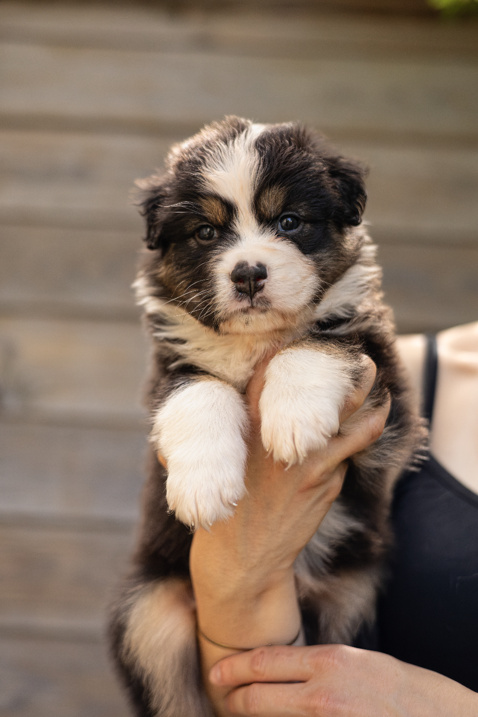 Shepherds Of Dreamland - Chiots disponibles - Berger Australien
