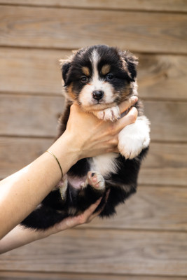 Shepherds Of Dreamland Beautiful Black